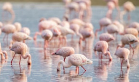До скоро Розовото фламинго беше екзотичен вид за нашите географски